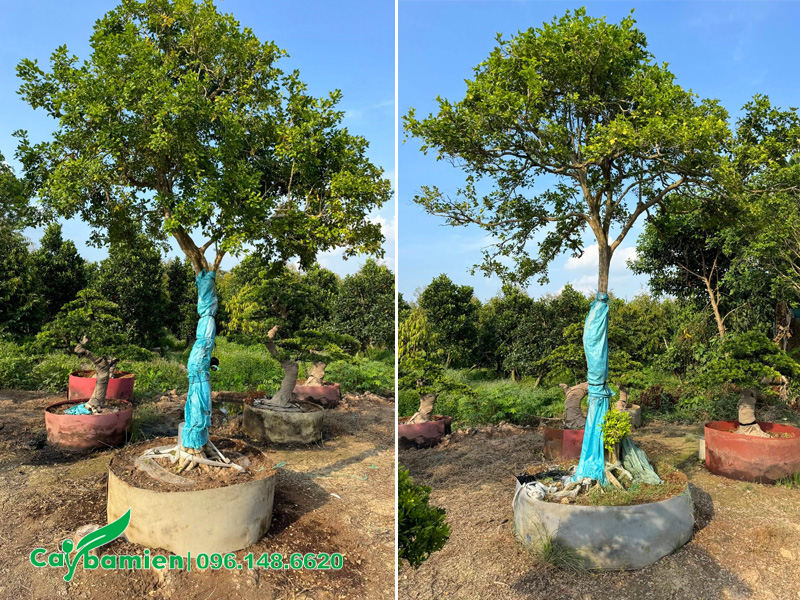 Cây Nguyệt Quới cổ thụ, thoát thân gần 2m