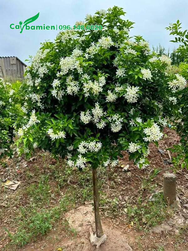 Cây Nguyệt Quế nở hoa đẹp, thoát thân 60cm
