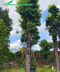 Cây sala công trình cao 7m, đã dâm ủ trong bầu nổi thời gian dài