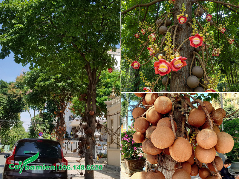 Cây sala trồng lấy bóng mát trước khu biệt thự cao cấp