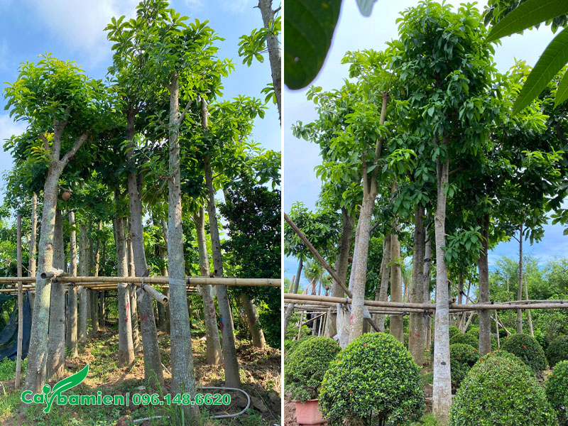 Vườn dâm ủ cây sala cao 5m, thoát thân hơn 2m