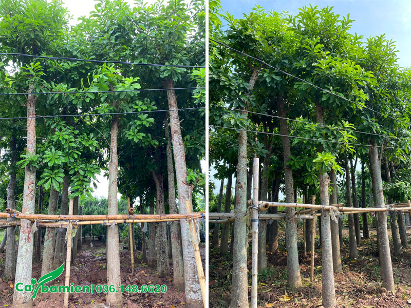 Vườn dưỡng số lượng lớn cây sala công trình đường kính gốc 20cm