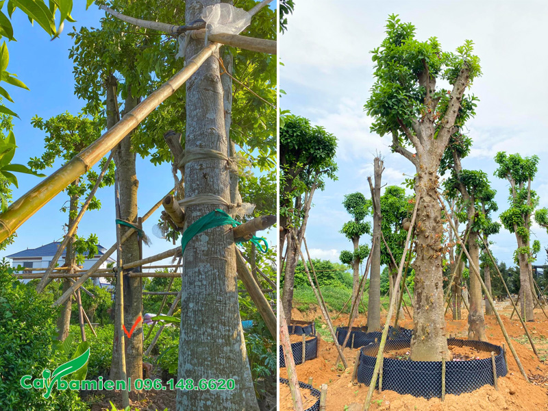 Chọn cây lớn, đường kính thân 30 - 35cm, đo cách gốc 1m