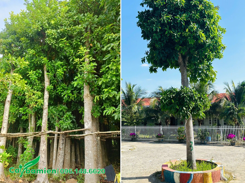 Trồng và chăm sóc cây sala đến khi cây sống mới bàn giao cho khách