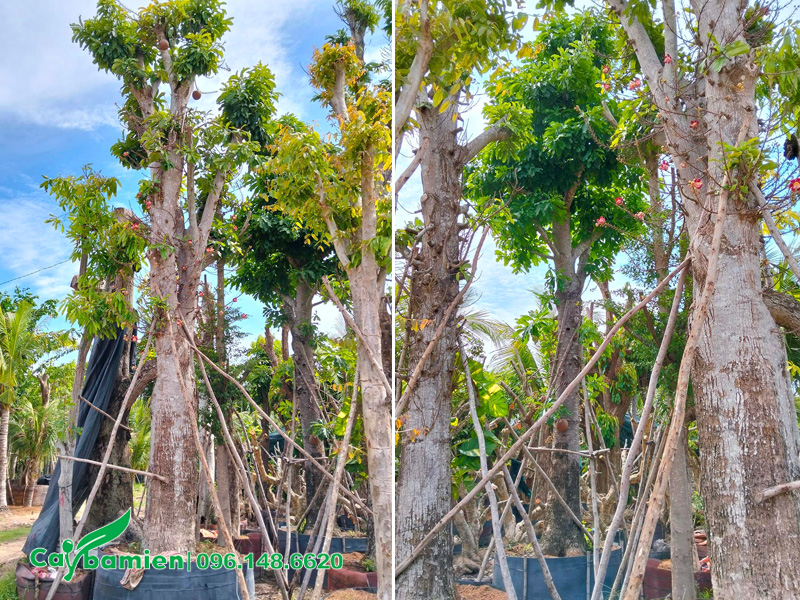 Cây sala cổ thụ cao 6m, đường kính gốc khoảng 40cm