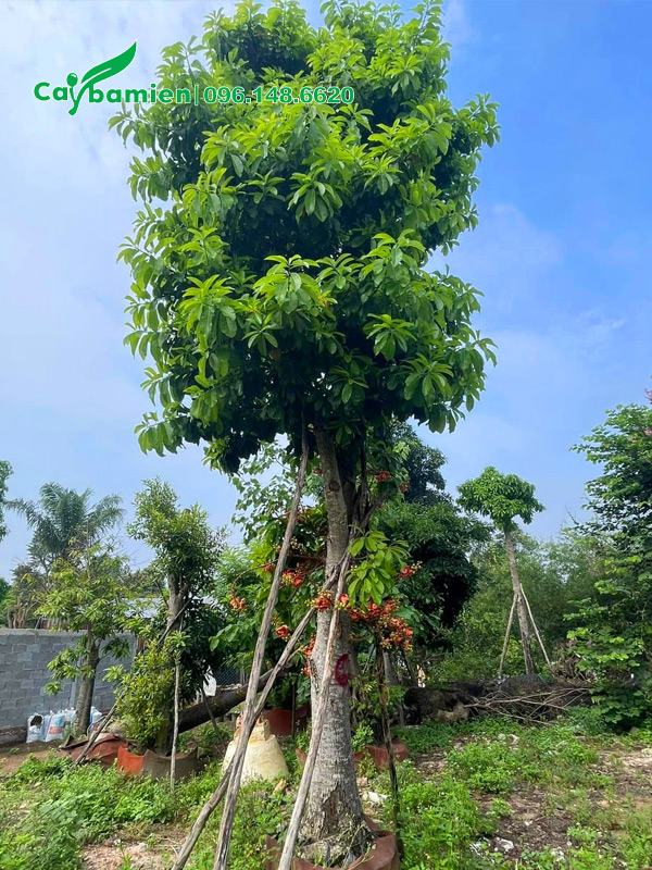 CÂY SALA (Đầu Lân, Ngọc Kỳ Lân) - Ảnh 5