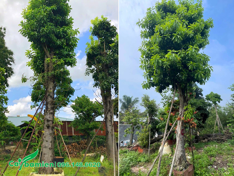 Vườn cây sala cổ thụ dưỡng ủ trong bầu đất, cao 6 - 7m