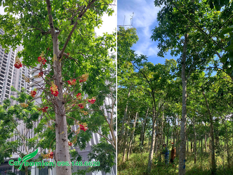 Vườn cây sala công trình đường kính gốc 20cm, chiều cao đồng đều