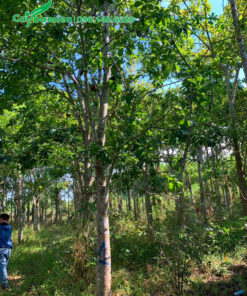 Đánh dấu cây chuẩn bị bứng cho khách