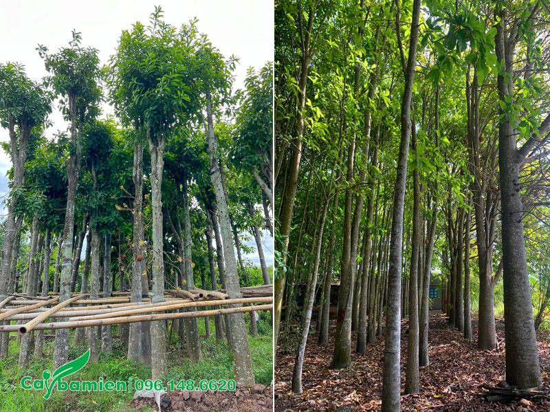 Sala công trình đã dâm ủ và cây đánh thẳng thoát thân cao khoảng 3m