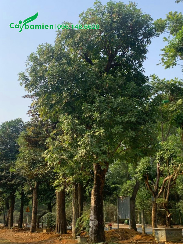 Cây cổ thụ còn nguyên tán, chưa cắt tỉa tay cành