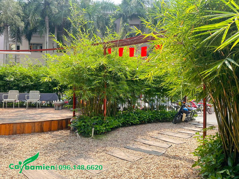 Những hàng rào cây Trúc Cần Câu trồng trong sân vườn quán cafe