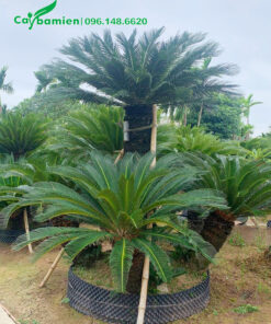 Cụm cây Vạn Tuế 5 thân đẹp, dáng cân đối