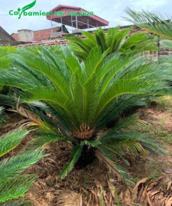 Cây mới trưởng thành, lộ thân khoảng 30cm