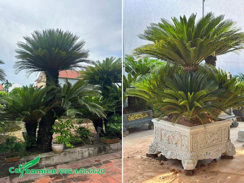 Cây Vạn Tuế cổ thụ trồng trước nhà, trồng trong chậu cảnh