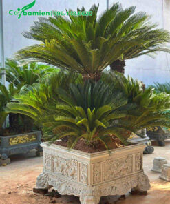 Chậu Vạn Tuế cảnh 5 thân dáng siêu đẹp