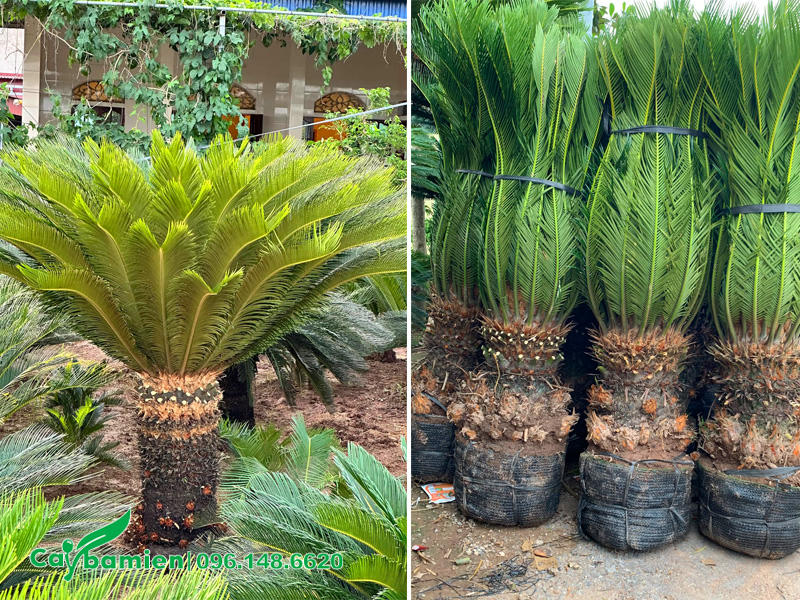 Bứng nóng cây Vạn Tuế lóng thân cao 50cm