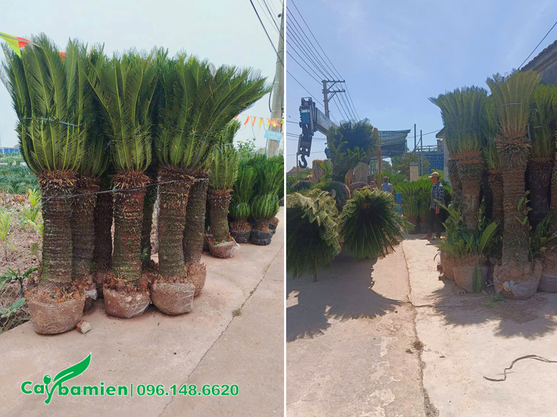 Đơn hàng lớn, cung cấp số lượng lớn cây Vạn Tuế nóng thân cao hơn 1m