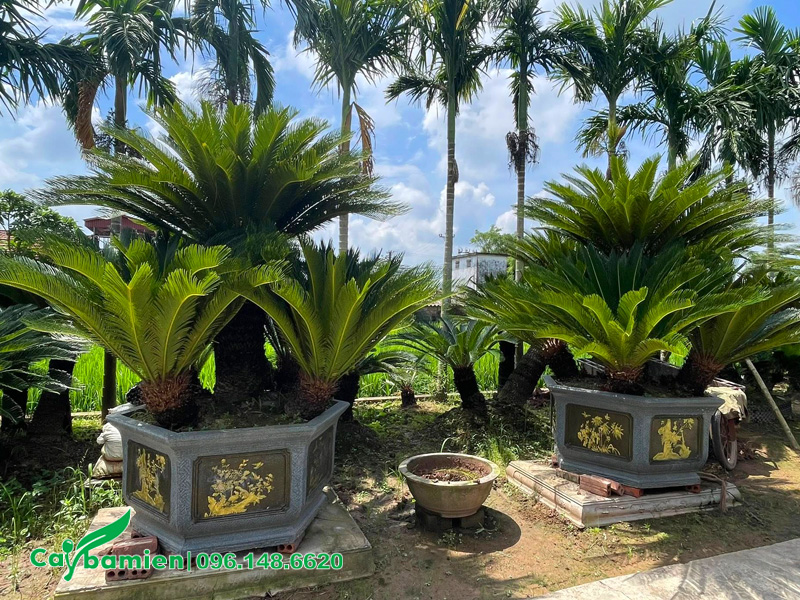 Cặp cây Vạn Tuế thân bụi đã lên chậu đẹp