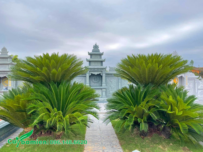 Cây Vạn Tuế trồng trong khu lăng mộ gia tộc, cây bụi lớn chiều cao gần 2m