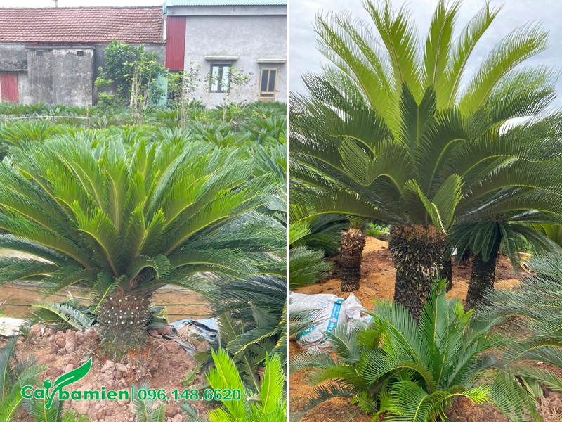 Vạn Tuế lóng thân cao 40 - 80cm