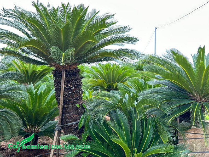 Vườn cây Vạn Tuế cảnh chất lượng, đủ mọi kích thước lớn nhỏ