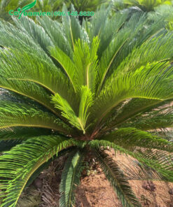 Hàng loại nhỏ chiều cao khoảng 50 - 60cm