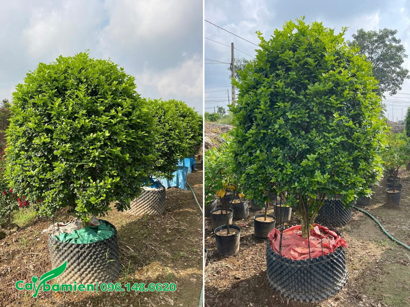 Cây Nguyệt Quế được chăm sóc tốt, chiều cao khoảng 1.5 - 2m