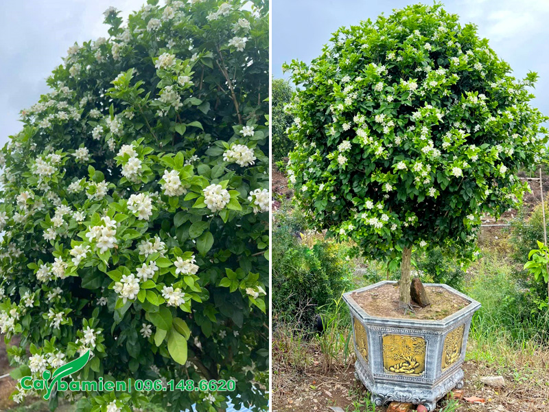 Cây Nguyệt Quế đã lên chậu, hoa nở nhiều và đẹp