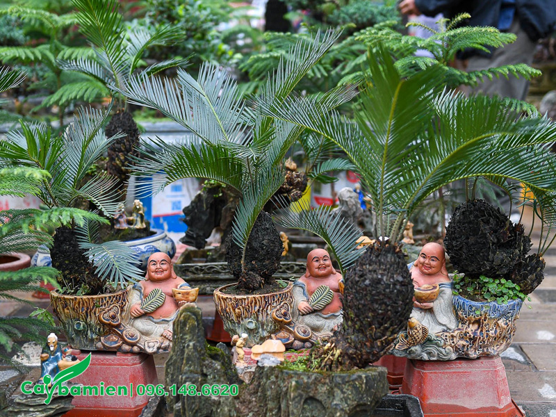 Những chậu cây Vạn Tuế bonsai mini đẹp