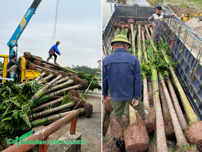 Bốc xếp số lượng lớn cau ta công trình lên xe đầu kéo