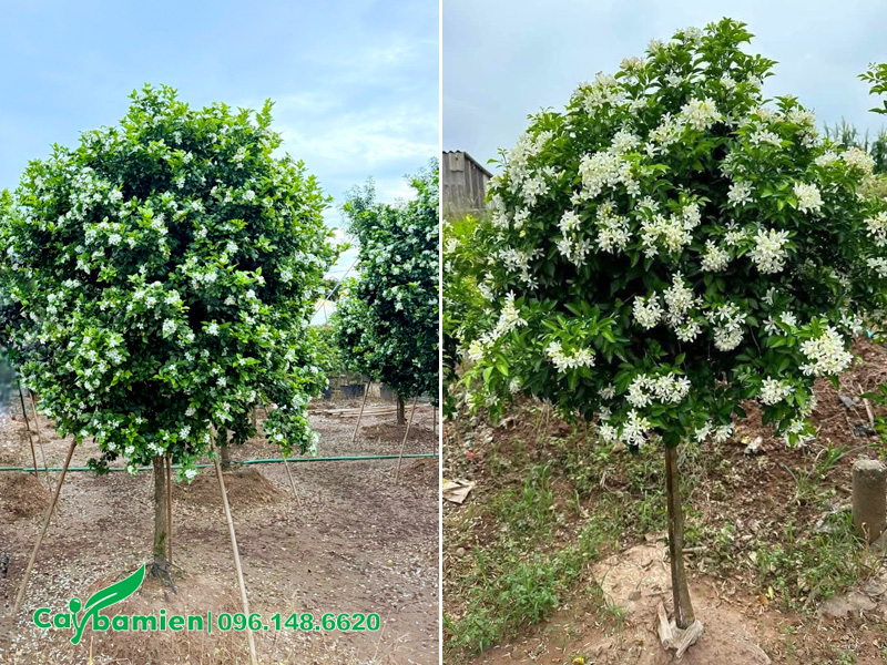 Vườn cây Nguyệt Quế sẵn hoa siêu đẹp, thân tree, đường kính gốc 4cm