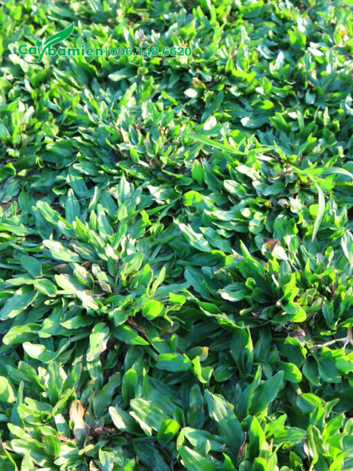 Cỏ lá gừng xanh đẹp trồng nền thảm công trình