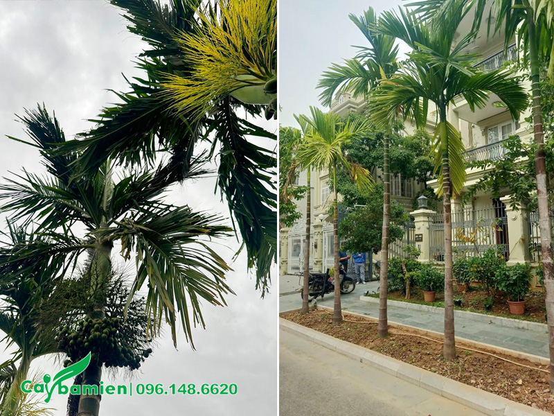 Hàng cau ăn trầu trồng ở mặt tiền nhà ở