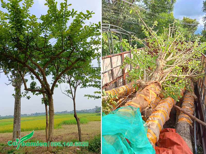 Bứng và cẩu hạ cây lên xe