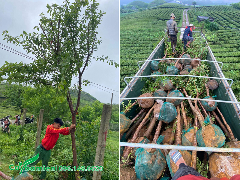 Bốc xếp, vận chuyển cây Mai Anh Đào về Hà Nội