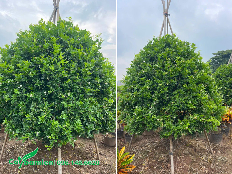 Vườn Cây Nguyệt Quế lâu năm, chiều cao 2 - 2.5m