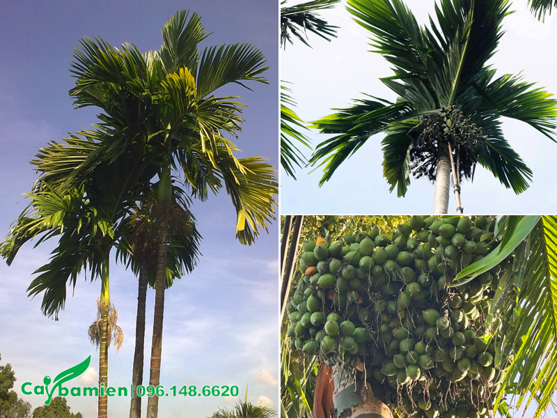 Đặc điểm hình thái cơ bản của cây cau ta