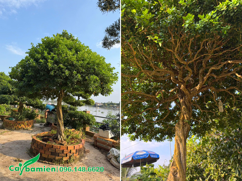 Hình dáng của Cây Nguyệt Quế cổ thụ, thân xoắn, lá nhỏ