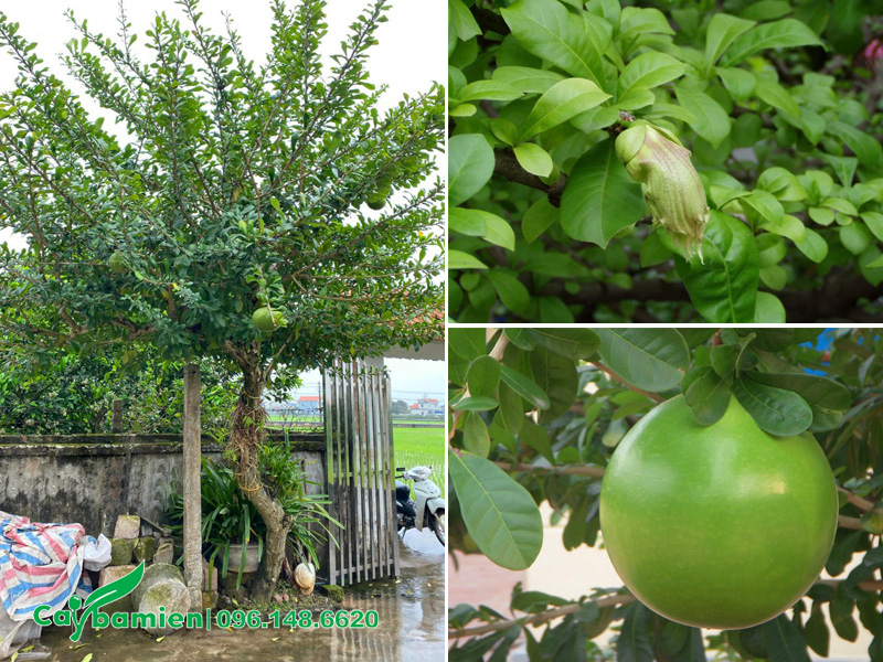 Hình thái cây Đào Tiên, hoa, lá và quả