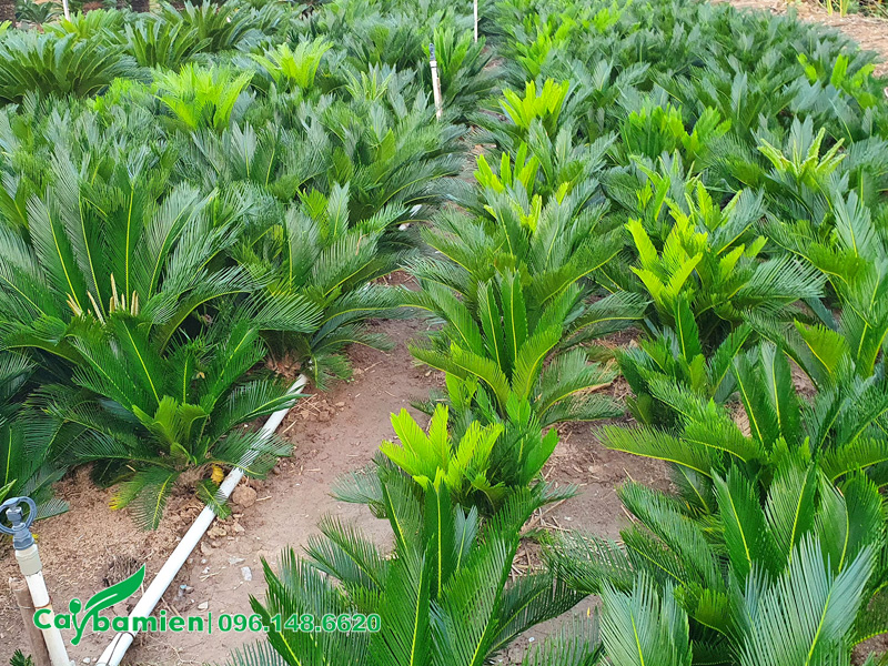 Vườn cây Vạn Tuế giống, chưa lộ thân