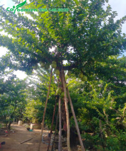 Cây thoát thân cao hơn 2m