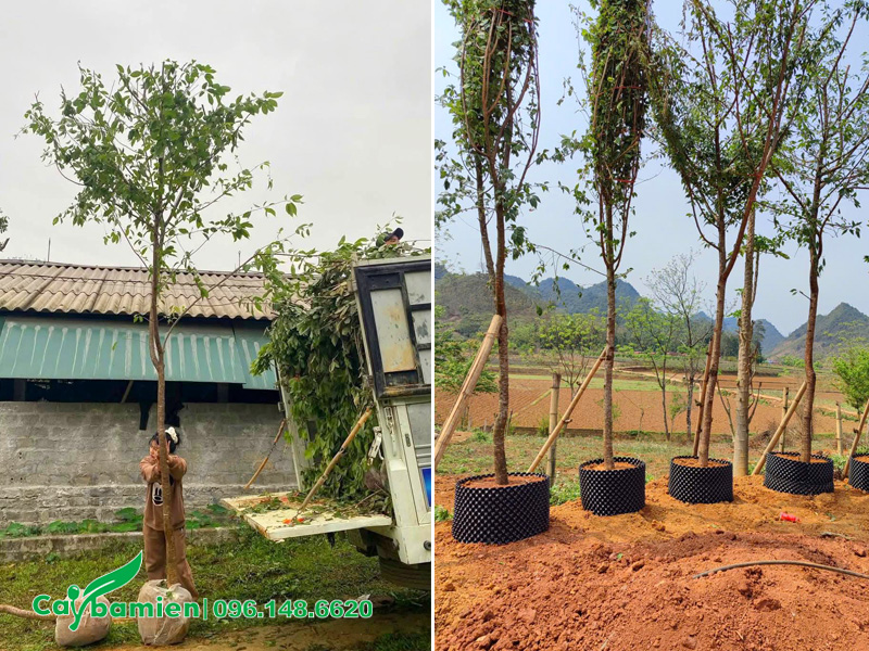 Dâm ủ cây mai anh đào đường kính gốc 8 - 10cm