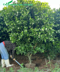 Bứng nóng cây Nguyệt Quế công trình cao 2m