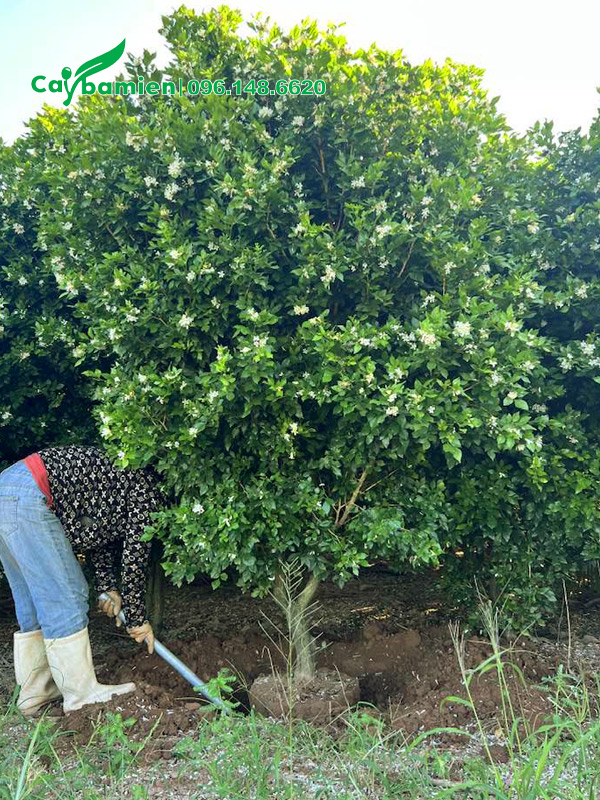 Bứng nóng cây Nguyệt Quế công trình cao 2m