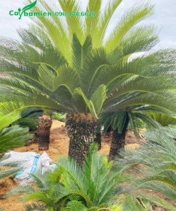 Cây mới cắt tỉa, đang ra lá non, gốc có nhiều cây con