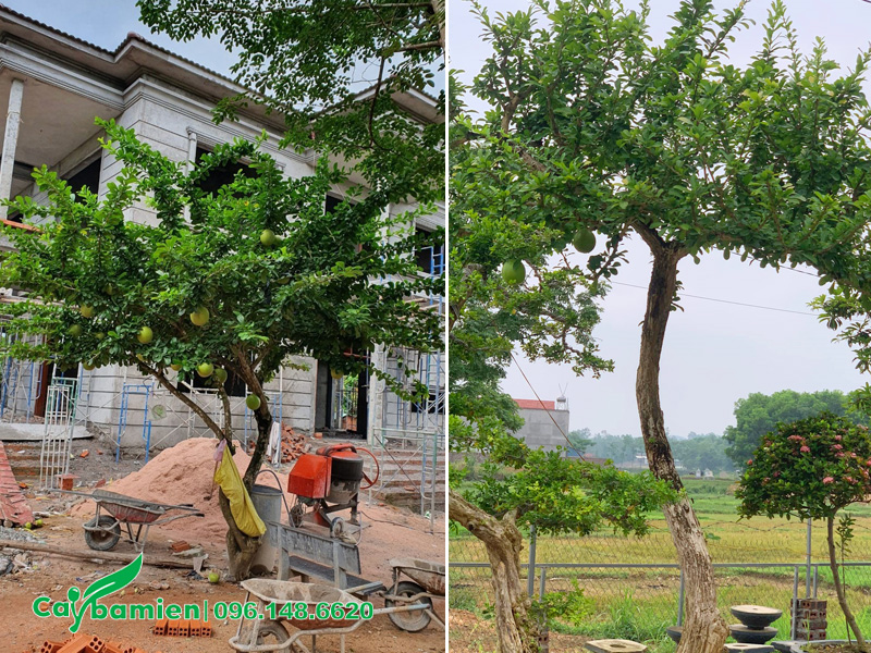 Trồng và chăm sóc cây đào tiên cảnh trước nhà