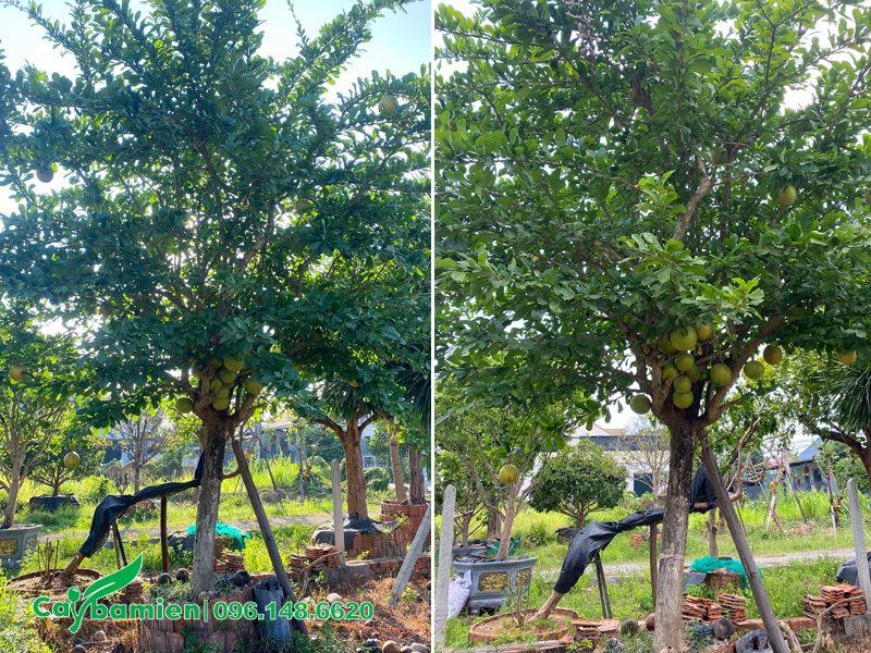 Hình ảnh thực tế cây Đào Tiên trồng trước sân nhà, đường kính gốc 20 - 25cm