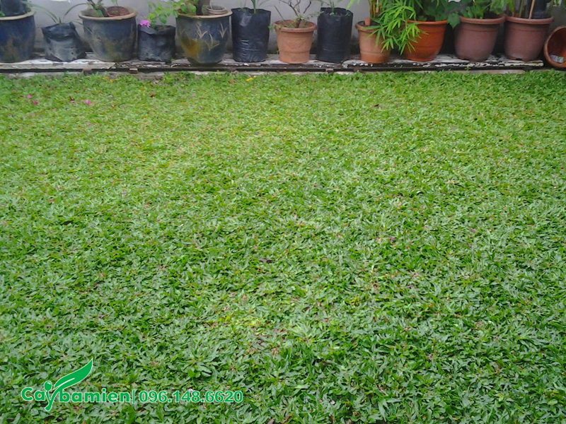 Nền đất trong sân vườn được phủ xanh bằng cỏ lá tre