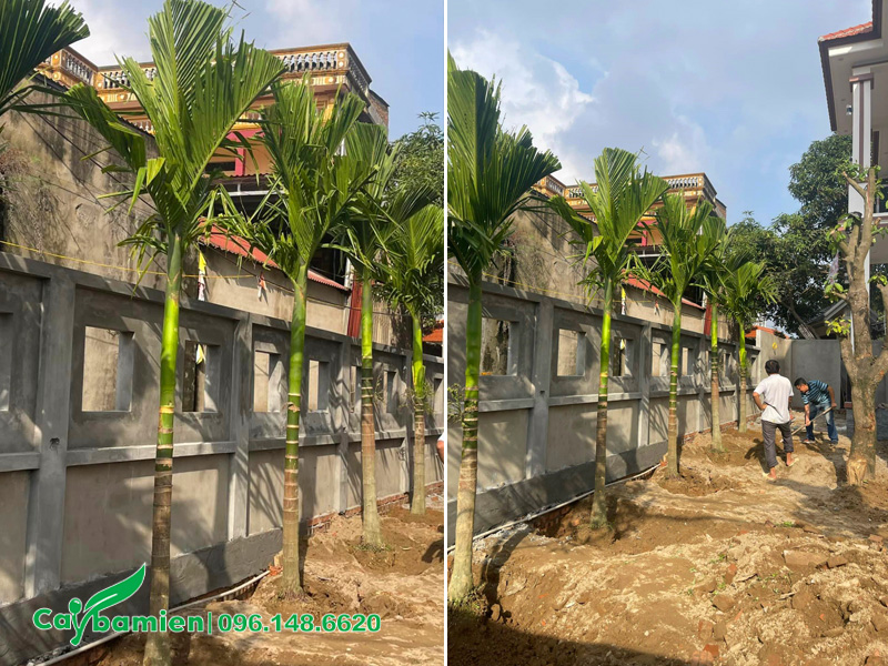 Cau ta lóng thân cao 2m, cao vút lá hơn 3m